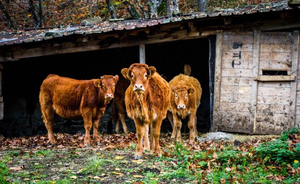 Gorbeia Natural Park, cows